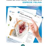 Especie felina. Atlas de información al propietario