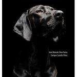 Puntos clave en geriatría canina